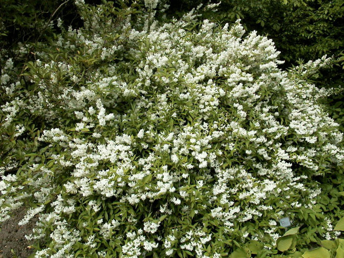 deutzia-gracilis Maiblumenstrauch