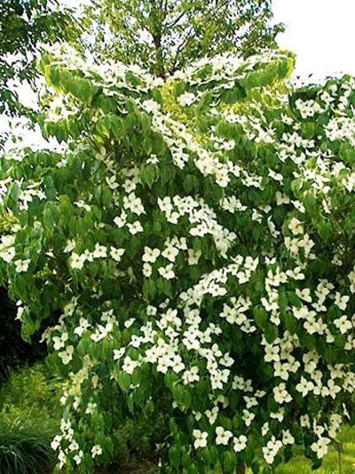 cornus_china_girl_j2_78550__78552_1 Strauch während der Blütezeit