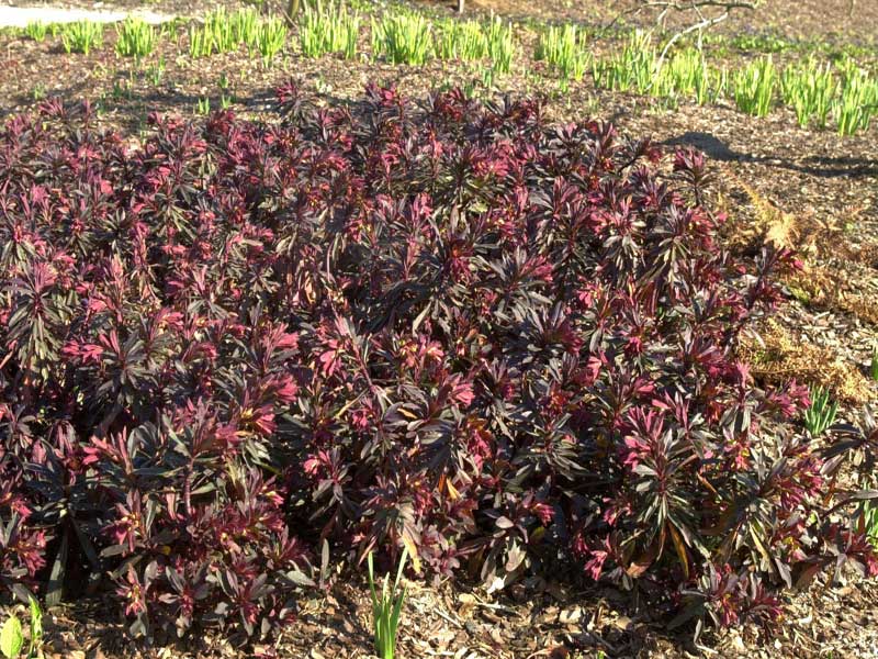 Rotes Laub der Mandelblättrigen Purpur-Wolfsmilch