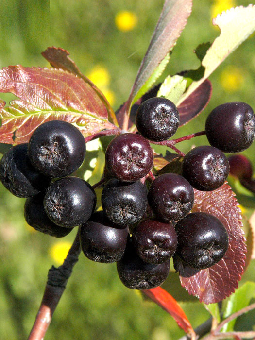 apfelbeere-viking Frucht der Aronia 'Viking'