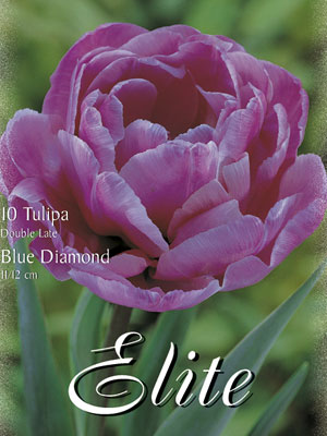 Gefüllte späte Tulpe 'Blue Diamond' (Art.Nr. 595408)