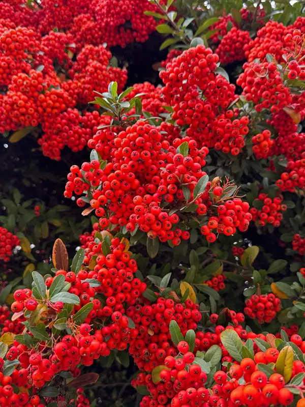 Fruchtstände Red Column Portraetaufnahme der Fruchtstande des Pyracantha Red column