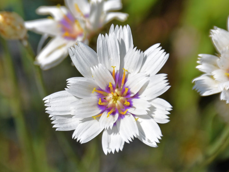 Nahaufnahme weißer Blüten der Catananche 'Alba'