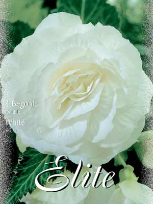 beg_gef_weiss Riesenblumige Begonie 'White', Begonia gigantea (Art.Nr. 520842)