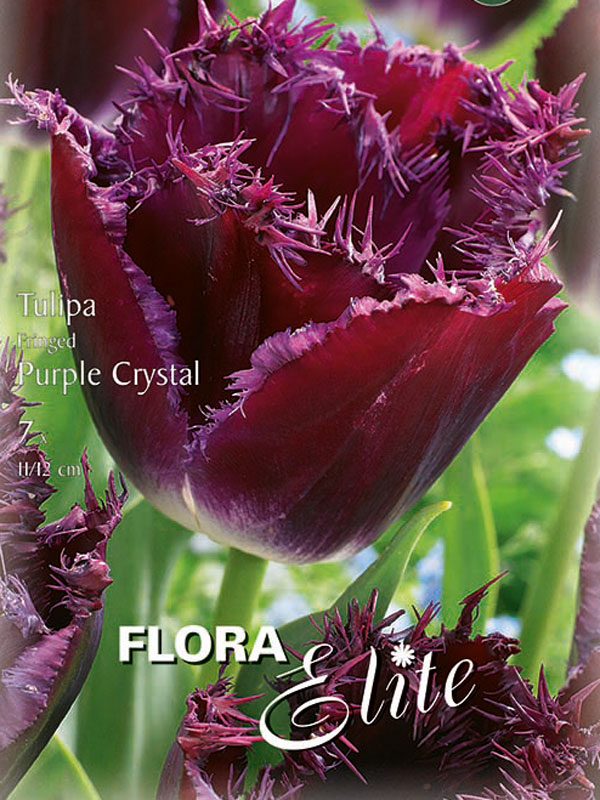 Gefranste Tulpe Purple Chrystal dunkelpurpurviolett mit weißem Boden