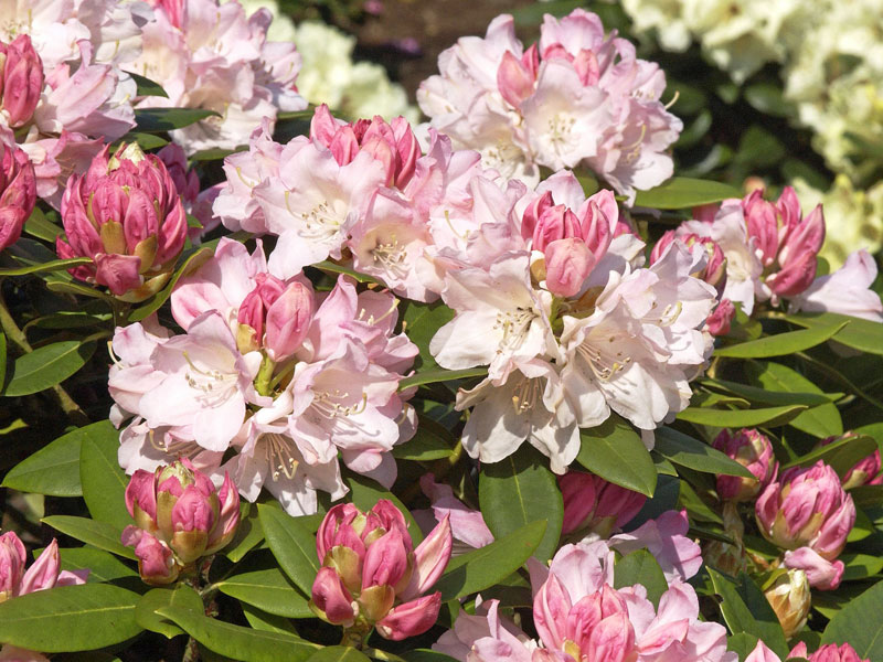 Rhododendron Dreamland sich oeffnende Blueten