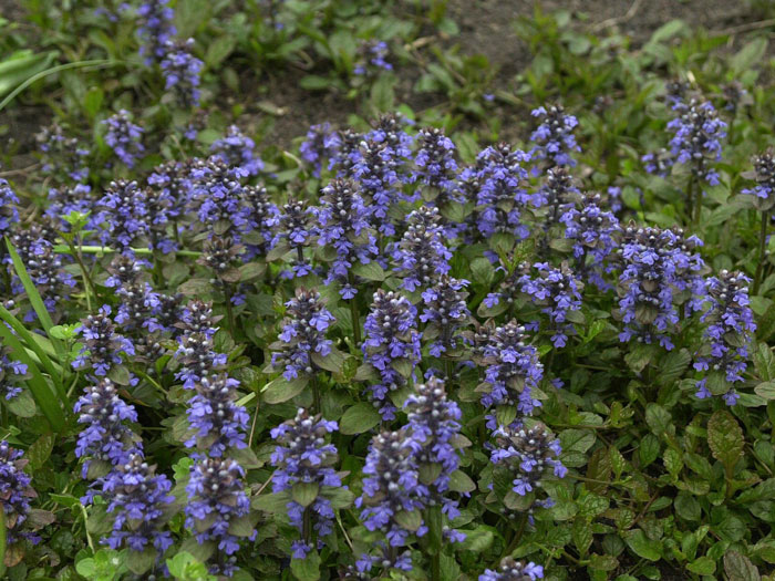 atropurpurea-guensel Der kriechende Günsel während seiner Blütezeit