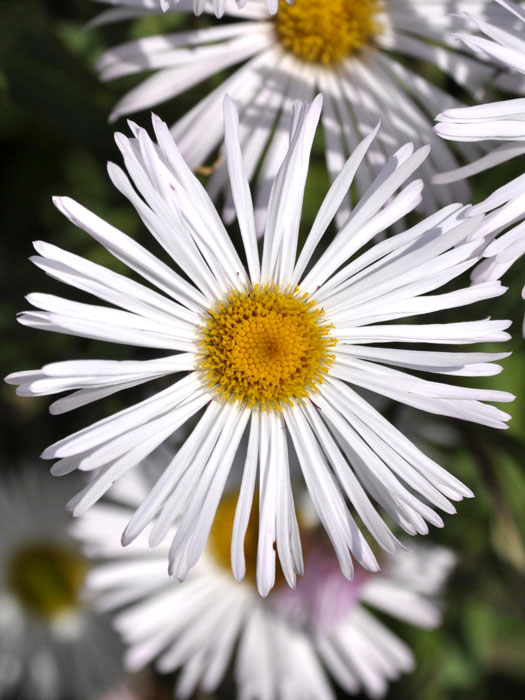 erigeron-sommerneuschnee Erigeron x cultorum 'Sommerneuschnee' (M), Feinstrahlaster
