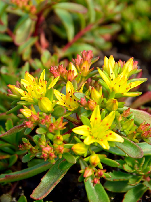 sedum-weihenstephan-gold