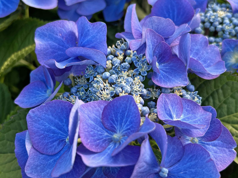 Nahaufnahme einer Bluete der Hortensie Blaumeise