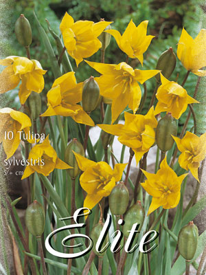 tulipa_sylvestris