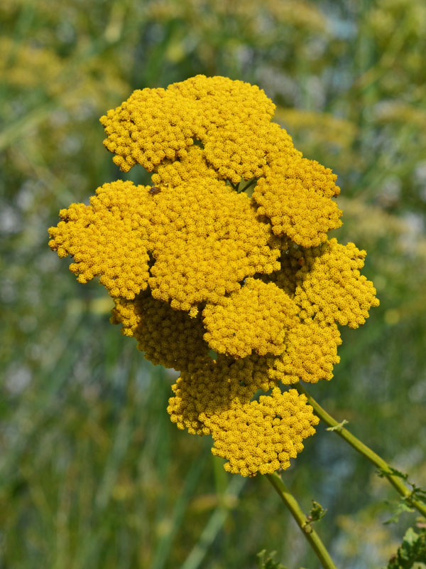 Blüte Schafgarbe Coronation Gold Bluete der Schafgarbe Coronation Gold