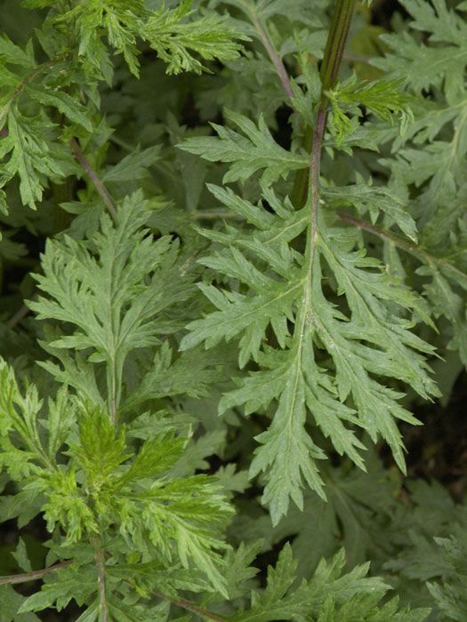 beifuss-blatt Beifuß, Artemisia vulgaris