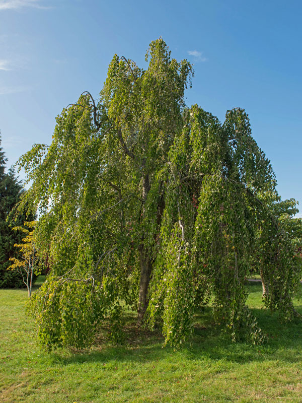 Cercidiphyllum japonicum 'Pendulum', Hängender Katsurabaum - Hochstamm - XXL-Produkt Cercidiphyllum japonicum 'Pendulum', Hängender Katsurabaum - Hochstamm - XXL-Produkt