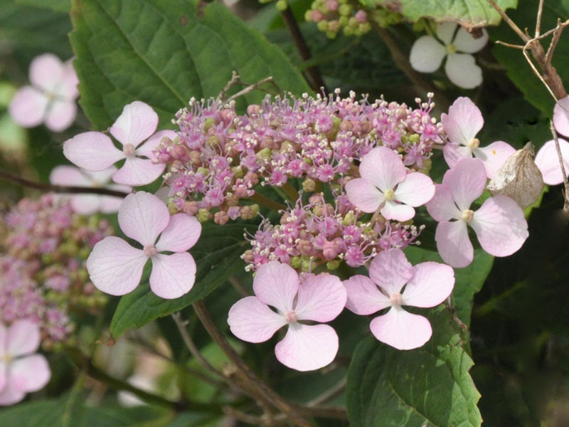 Nahaufnahme der Bluete einer Hydrangea Mariesii Perfecta