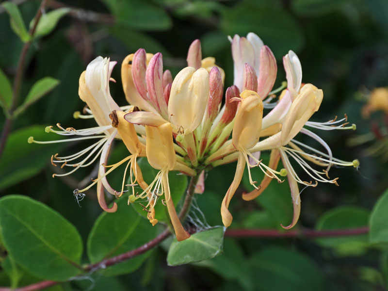 Gelb-rosa Bluete des Geissblatt Serotina