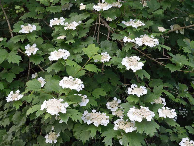 Viburnum opulus Gemeiner Schneeball