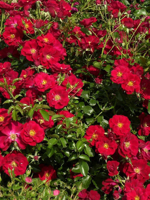 alba-austriana-gruppe Bodendeckerrose Austriana