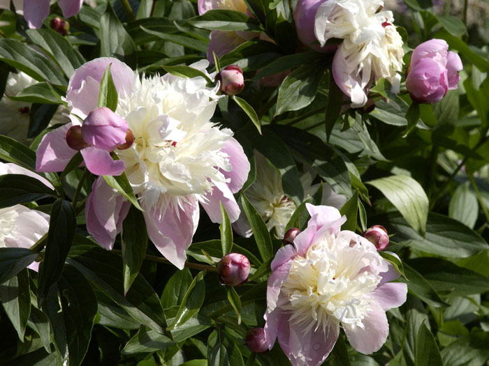 bowl-of-beauty-paeonia