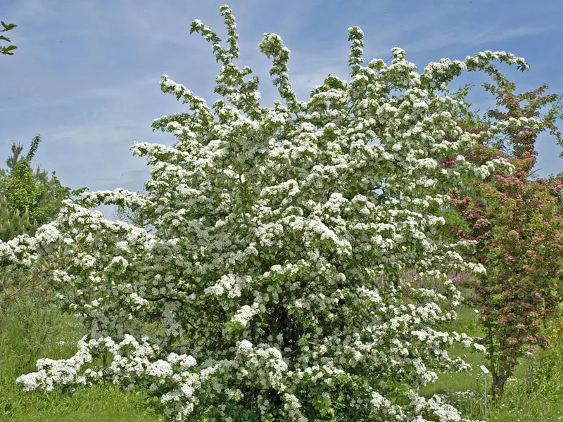 Crataegus monogyna in Blüte Crataegus monogyna in Bluete