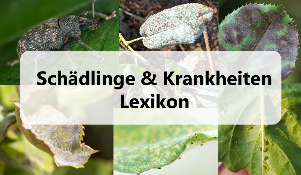 Schaedlinge und Krankheiten bei Gartenpflanzen