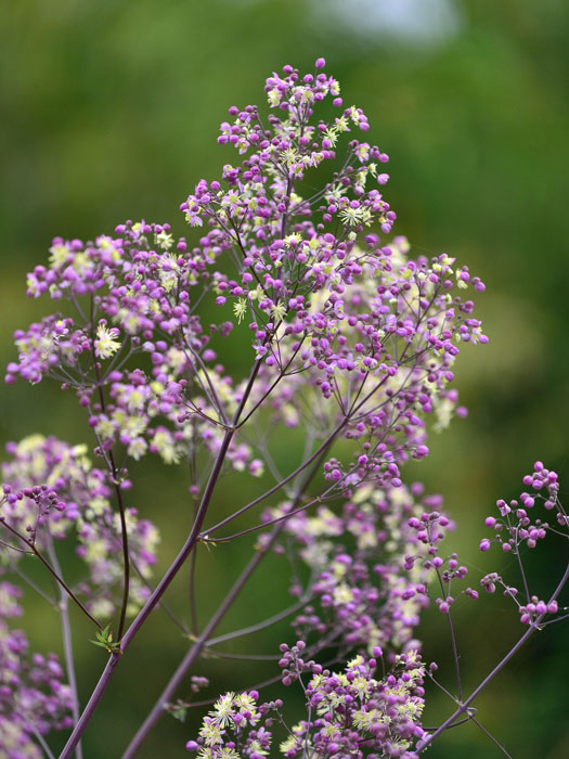 thalictrum-elin Thalictrum rochebrunianum 'Elin', Prächtige Wiesenraute