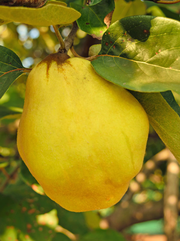 Nahaufnahme einer Birnenquitte der Sorte Portugieser