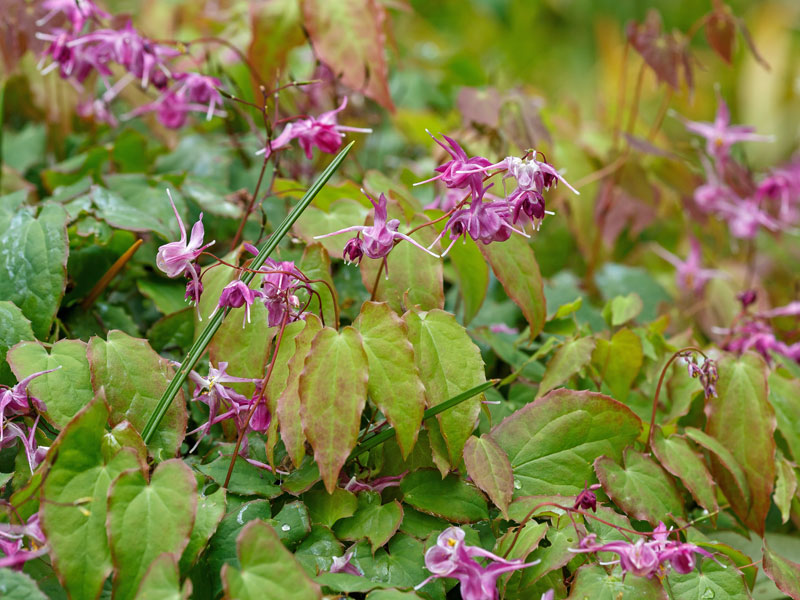 Epimedium cultorum Rose Queen