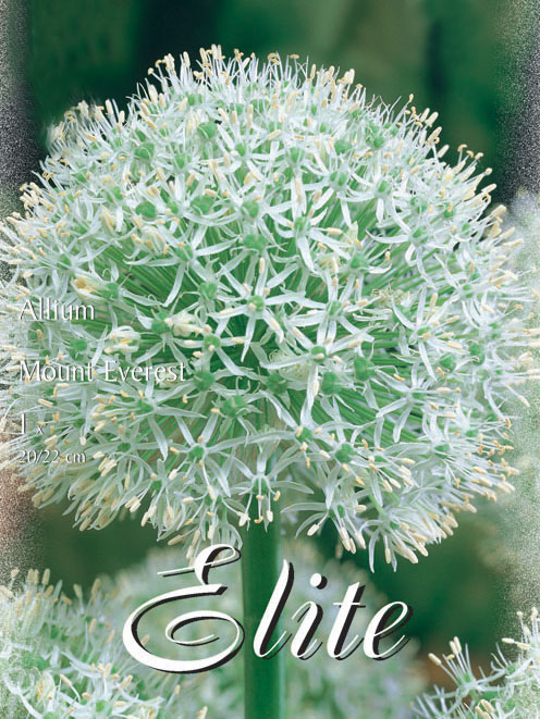 allium_mount_everest_80483_0 Allium 'Mount Everest' (Art.Nr. 596322)