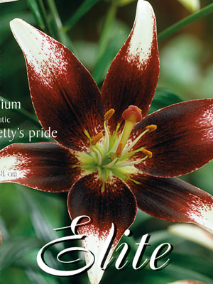 nettysbride Asiatische Lilien-Hybride 'Netty's Pride', Lilium (Art.Nr. 5216631)