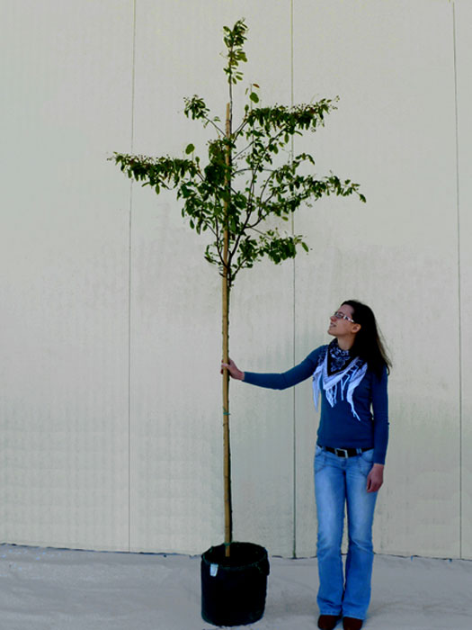 amelanchier-lamarckii55ffc3cf4df3a Größenvergleich zur Veranschaulichung