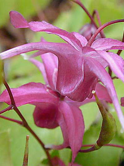 epimedium_rose_queen_1_7952_79521_1 Blüte der Elfenblume 'Rose Queen'
