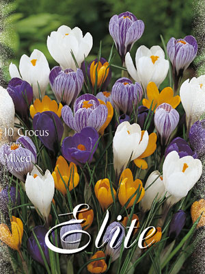 crocus_vernus_mix Großblumiger Gartenkrokus - Prachtmischung (Art.Nr. 596280)