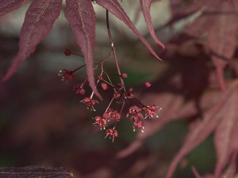 acer-palmatum-bloodgood Blüte des Fächerahonrs Bloodgood