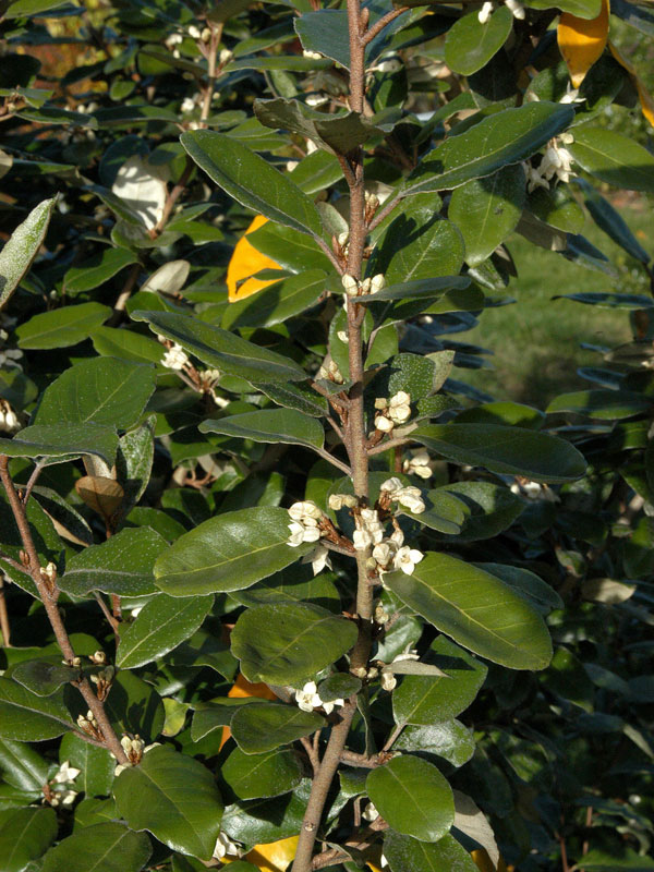 elaeagnus-ebbingei-zweig59e7372c72773