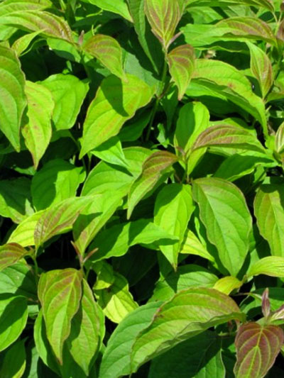 cornus_kelsey_1_42446_0_42446_0 Laubblatt mit rötlicher Tönung