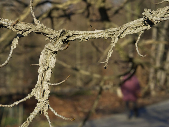 liquidambar-styraciflua-ast Amberbaum Ast