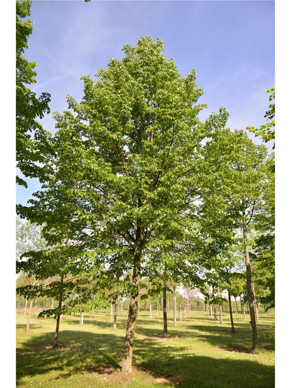 Tilia cordata 'Greenspire', Winterlinde - Hochstamm - XXL-Produkt Tilia cordata 'Greenspire', Winterlinde - Hochstamm - XXL-Produkt