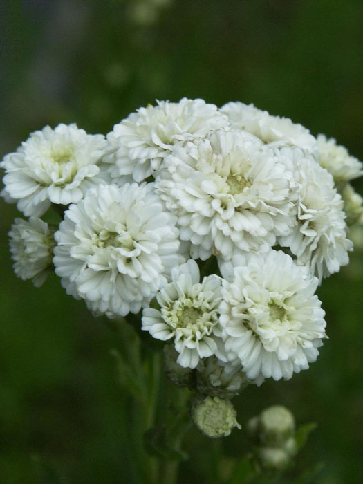 achillea-the-pearl Achillea ptarmica 'The Pearl' (Syn.'Schneeball', 'die Perle'), Sumpfschafgarbe, gefüllte Bertramsgarbe