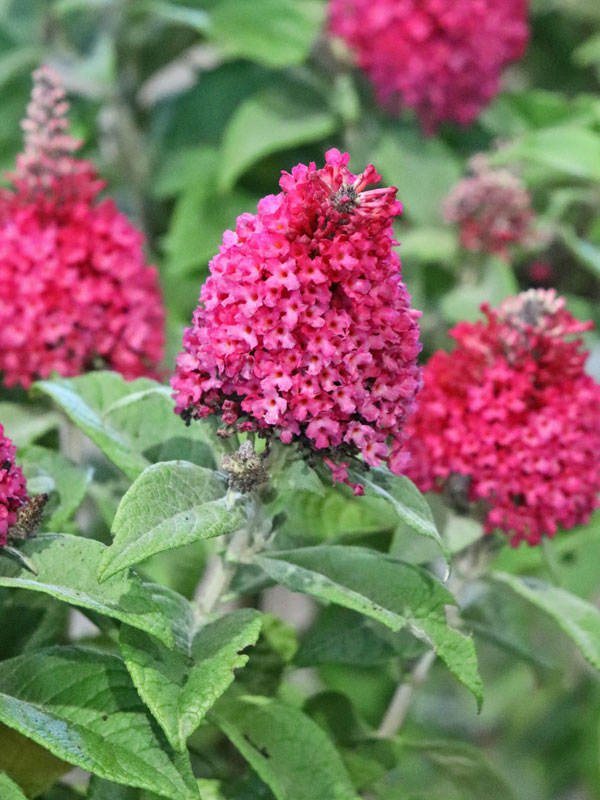 Bluete der Buddleja Butterfly Candy Little Ruby