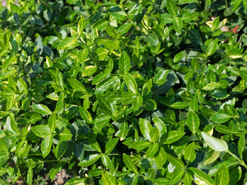 Euonymus fortunei Darts Blanket