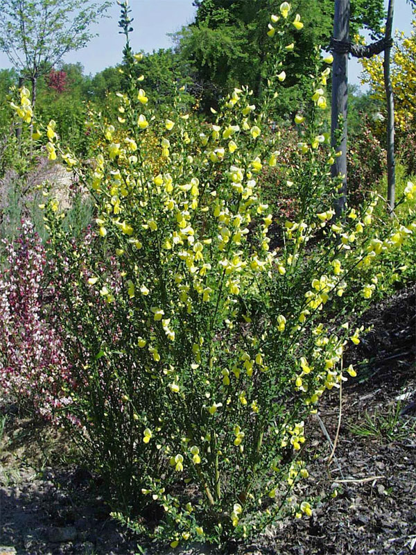 Cytisus scoparius 'Luna', Edelginster Cytisus scoparius 'Luna', Edelginster