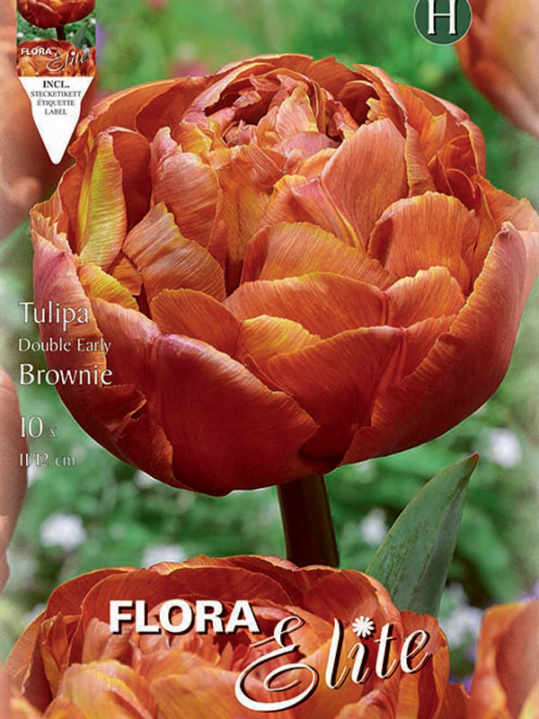 Tulpe-Brownie Tulpe Brownie