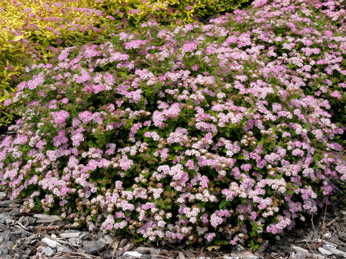 rosa-zwergspiere-princess Zwergspiere Little Princess Hecke