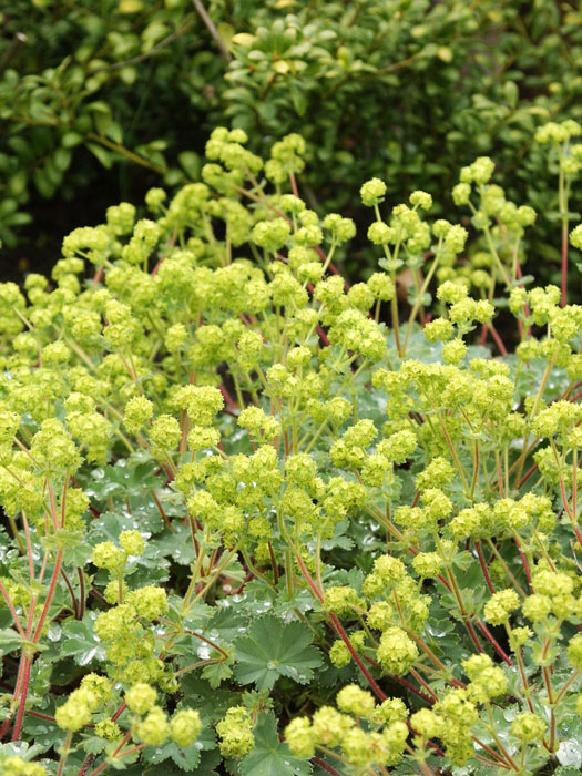 alchemilla-erythropoda Kugelige Blütenpracht des Frauenmantels