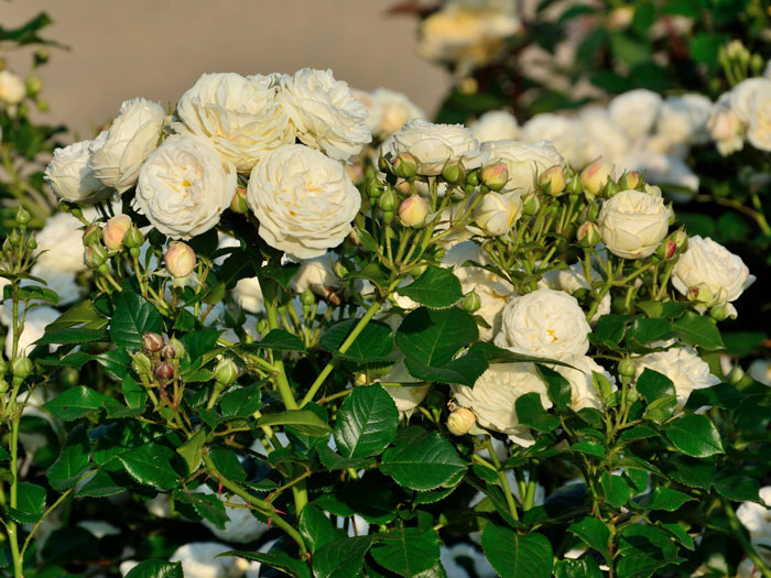 rosen-artemis Strauchrose Artemis