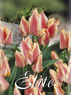 tulipa_quebec_greigii