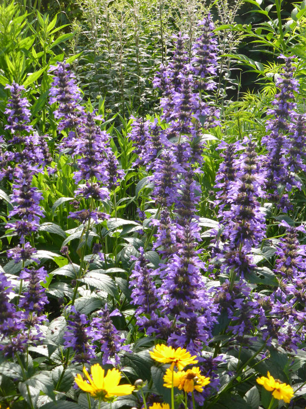 Nepeta x cultorum 'Neptune', Katzen-Minze Nepeta x cultorum 'Neptune', Katzen-Minze