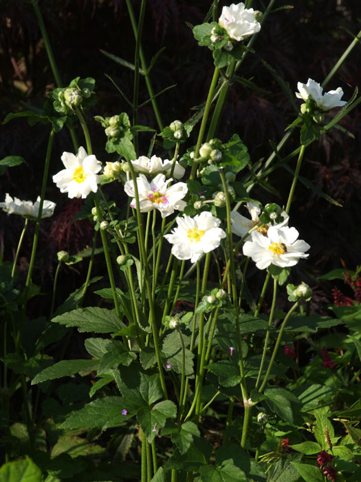 anemone-wirbelwind Die Herbstanemone 'Wirbelwind' während der Blüte