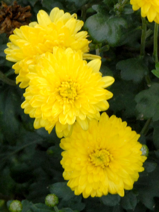 chrysanthemum-citronella Chrysanthemum x hortorum 'Citronella', Winteraster, Herbst-Chrysantheme, Gartenchrysantheme